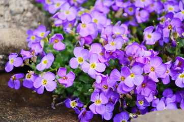 Aubretia or Aubrieta low spreading hardy evergreen perennial flowering plants with multiple dense small violet flowers with yellow center planted in local garden looking as texture or wallpaper