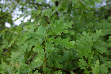 Quercus robur (English Oak), outdoor plants 2020