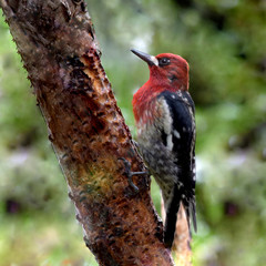 Red Breasted Sapsucker 01