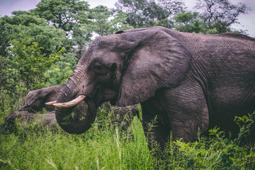 elephant