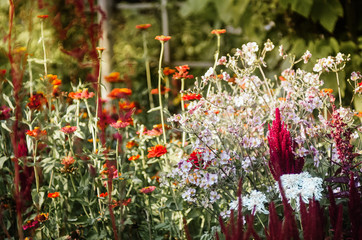 Kompozycja kolorowych kwiatów rosnących na łące i  w ogrodzie - obrazy, fototapety, plakaty