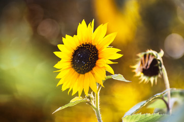 Jaskrawy żółty kwiat słonecznika na rozmytym tle