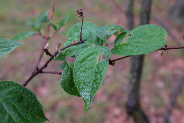 Hydrangea paniculata (Hydrangeaceae), outdoor plants 2020