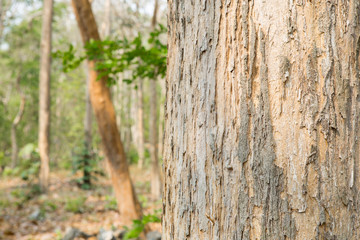 Obraz premium Teak tree in the forest 