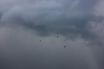 dark sky with storm clouds and flying swallows