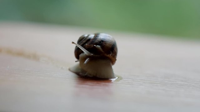 Ground snail on a wooden board close up