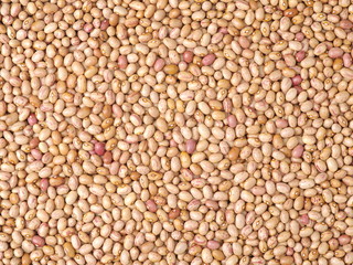 roman bean background