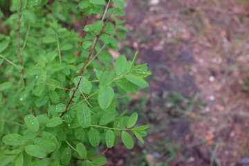 Securinega (Phyllanthaceae), outdoor plants 2020