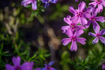 Obraz na płótnie Canvas beautiful purple flowers in sunshine, close view 