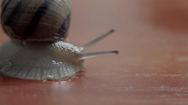 snail on the ground