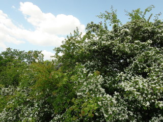 The beauty of the wild flowering nature of the Dnieper forests under the rays of the warm spring sun.