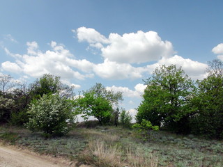 Obraz premium Landscape of blooming spring nature on the side of the trail on a background of blue barely cloudy sky.
