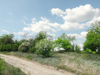Landscape of blooming spring nature on the side of the trail on a background of blue barely cloudy sky.