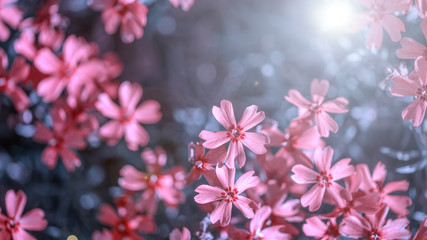 eautiful purple flowers with dew drops on petals in sunshine, close view 