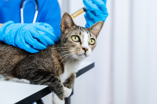 image of doctor vaccinating cat in clinic.