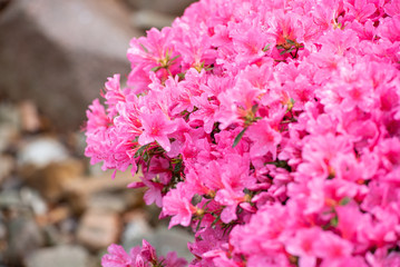 Pinkfarbene Azalee mit Regentropfen