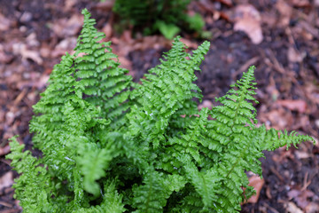 Dryopteris affinis (Crispa Congesta), outdoor plants 2020