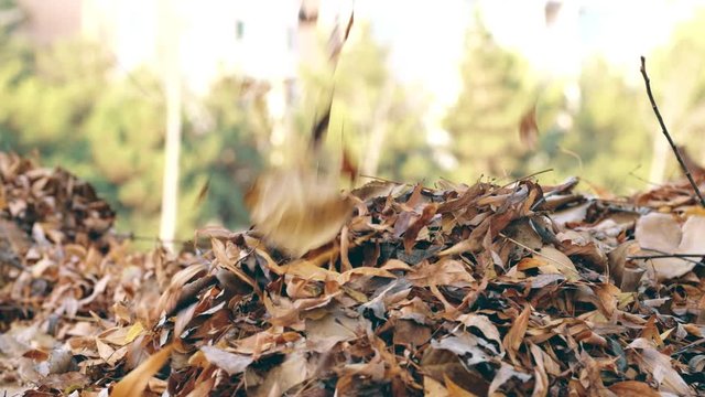 Close up of brown, orange and yellow leaves falling into a pile in a park