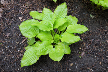Hosta hybr. (Hoosier Harmony), outdoor plants 2020
