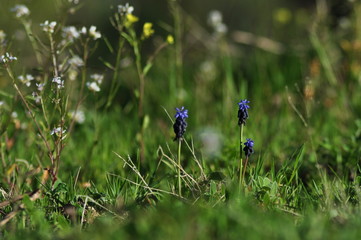 purple flowers