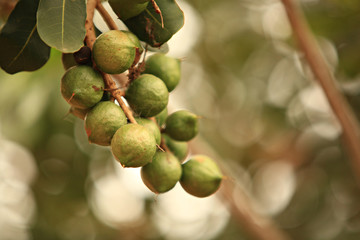Raw of Macadamia integrifolia or Macadamia nut hanging on plant