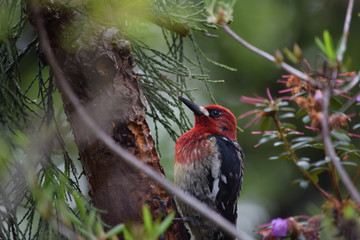 Red Breasted Sapsucker 09