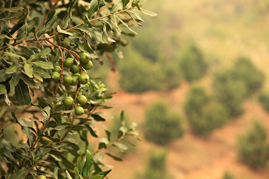Raw of Macadamia integrifolia or Macadamia nut hanging on plant