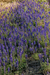 Naklejka premium Bluebonnets in Big Bend National Park, Texas