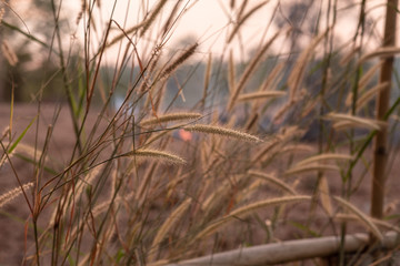 reeds in the wind