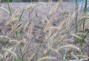 Obraz premium reeds in the water