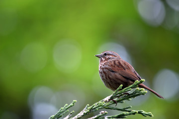 Song Sparrow 05