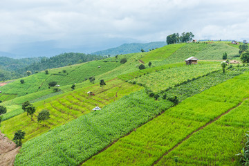 Corn farm plantation on hill landscape with Mountain View background