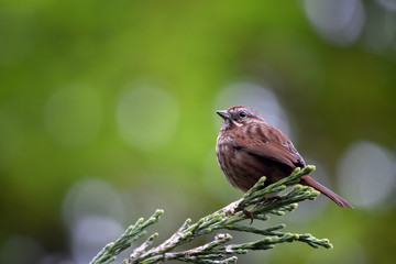 Song Sparrow 08