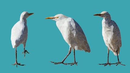 Low poly illustration of a little egret in 3 different postures.