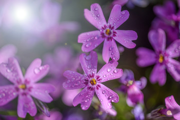 Fototapeta na wymiar eautiful purple flowers with dew drops on petals in sunshine, close view 