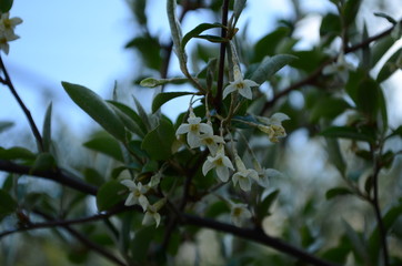 Soft macro focus delicate small flowers of Elaeagnus umbellata. Spring miracle of this blooming plant. Selective focus. Nature concept for design