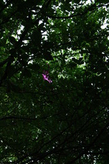 sun shining through the trees