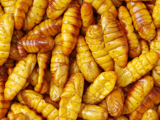 Silkworm pupae