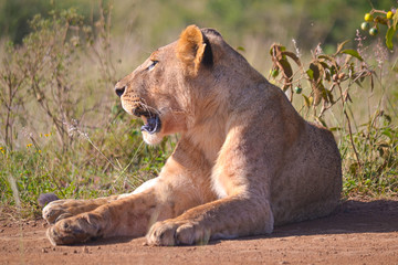 Fototapeta na wymiar African lioness basking