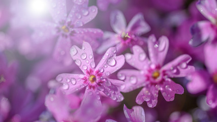 beautiful purple flowers with dew drops on petals in sunshine, close view 