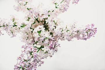 Obraz na płótnie Canvas beautiful lilac flowers on the window in a vase, background