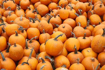 Pumpkin background Many orange pumpkins await sale at the vegetable market