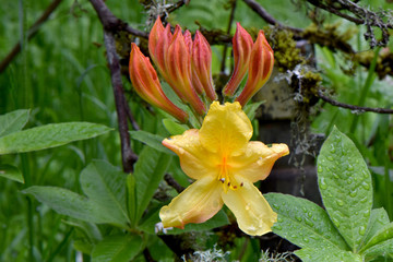 Orange Flame Azalea 08
