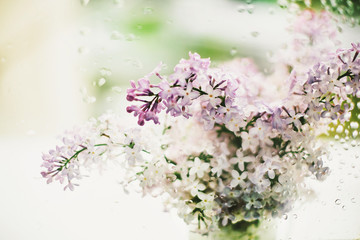 beautiful lilac flowers on the window in a vase, background - 350935742