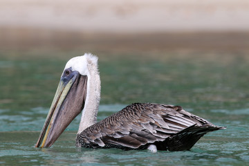 British Virgin Islands Pelicans Tortola