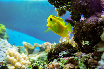 Obraz premium tropical fish and reef in the aquarium