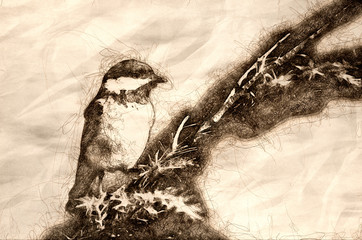Sketch of a Black-Capped Chickadee Against A Blue Background