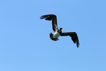 British Virgin Islands Pelicans Tortola
