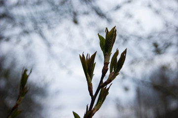 Spring. Thin bare tree branches with new fresh young opening leaves against the sky.