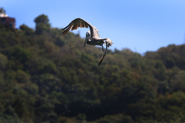 British Virgin Islands Pelicans Tortola